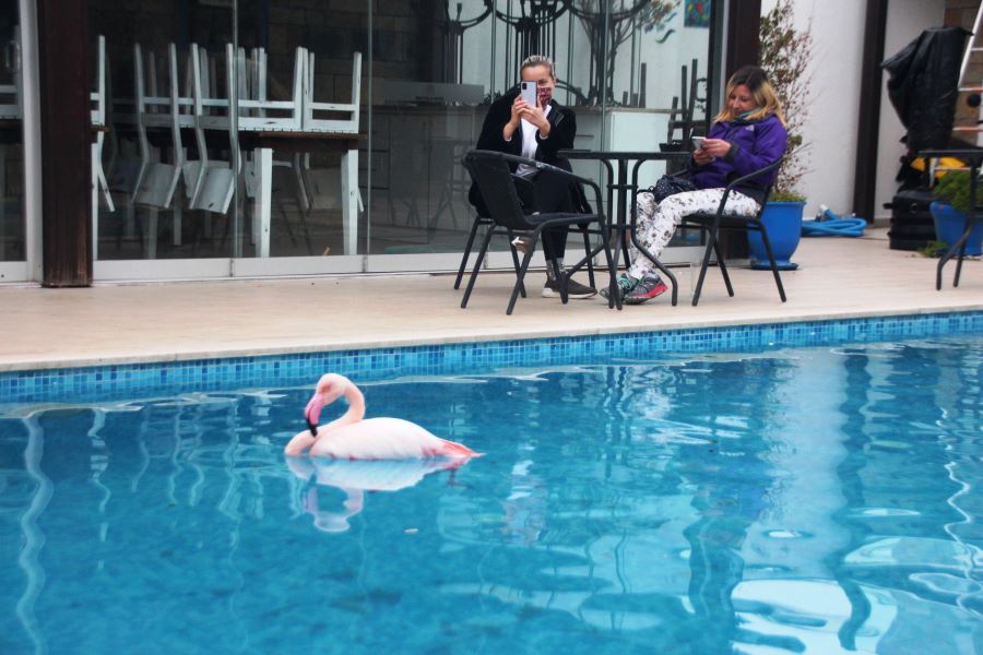 Otelin Havuzuna Düşen Yaralı Flamingoyu Görenler Şoke Oldu 