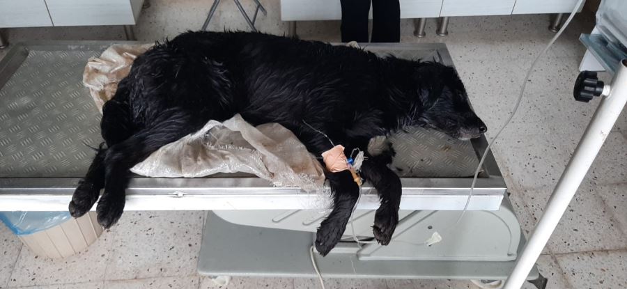 Bodrum’da Köpeklerin Zehirlendiği İddiasına Soruşturma 